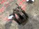 Citroen C5 C5 LR Disc Brake Caliper