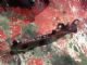Citroen C4 C4 Picasso 2013-2018 R Bonnet Hinge 