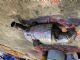 Citroen C4 C4 Picasso 2013-2018 Catalytic Converter