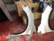 Citroen DS4 NX 2015-2018 LF Guard/Fender