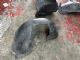 Volkswagen Golf MK5 2003-2009 LF Guard/Fender to Cowl Side Seal
