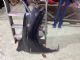 Renault Kadjar 2015-2017 RF Guard/Fender