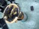Renault Kadjar 2015-2017 Electric Fuel Pump