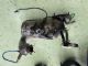 Renault Megane Megane III 2008-2016 Catalytic Converter