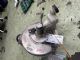 Peugeot 3008 II 2016-2018 Brake Master Cylinder