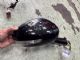 Citroen C4 C4 Picasso 2013-2018 RF Door Elec Mirror (12 Wire)