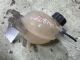 Citroen C4 Catcus 2014-2017 Radiator Spare Tank
