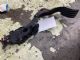 Citroen Dispatch G9 2013-2016 Accelerator Pedal