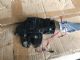 Citroen C4 C4 Picasso 2009-2012 Tailgate Lock Assy