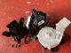 Citroen C4 C4 Picasso 2013-2018 Blower Motor