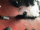 Citroen C4 Grand Picasso 2009-2012 Front Power Steer Rack
