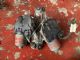 Citroen C4 Grand Picasso 2013-2018 Front Wiper Motor