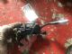 Citroen C4 Grand Picasso 2013-2018 Gear Shifter Cable Set